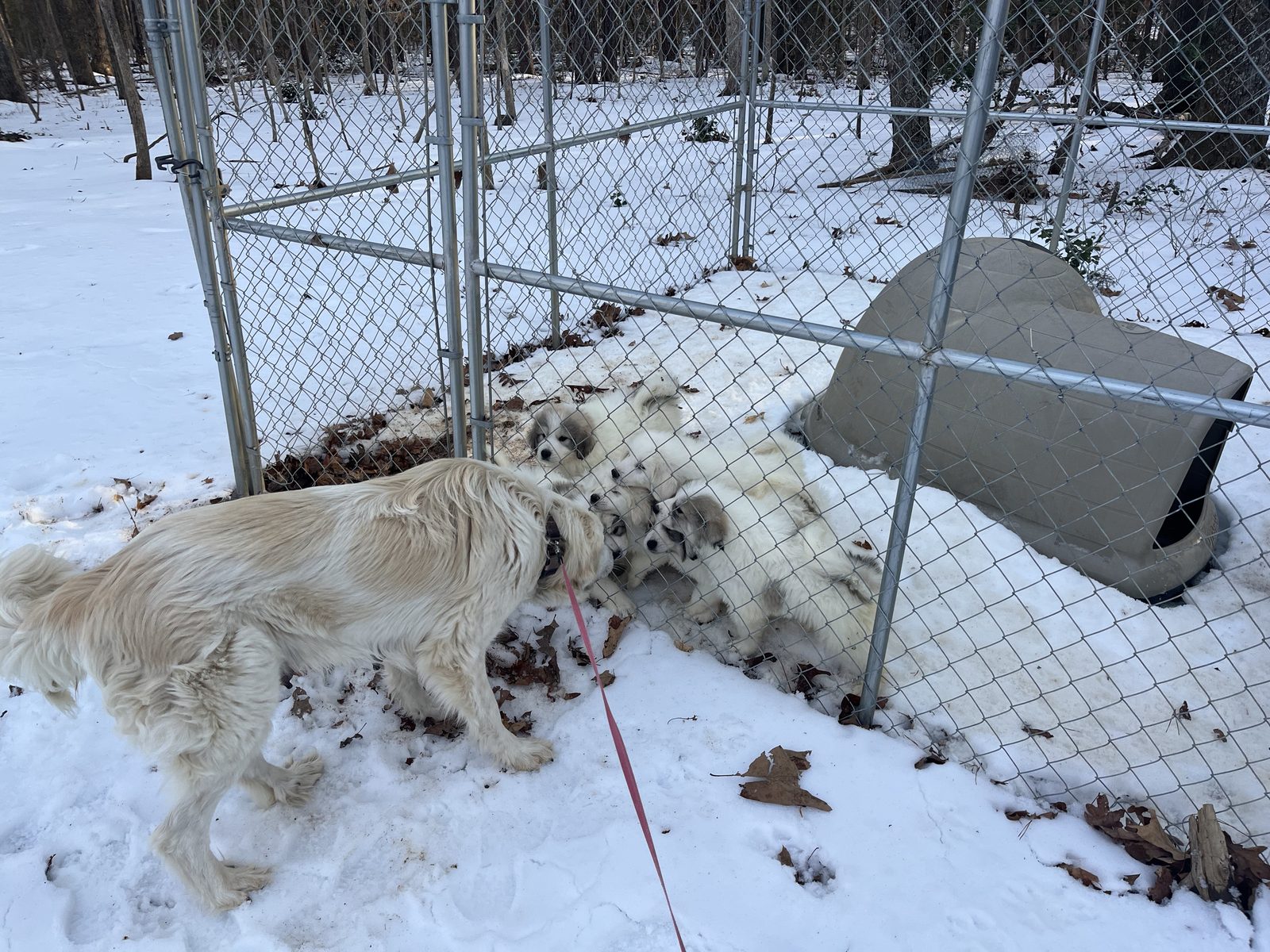 Woodedshire Great Pyrenees Puppy 01