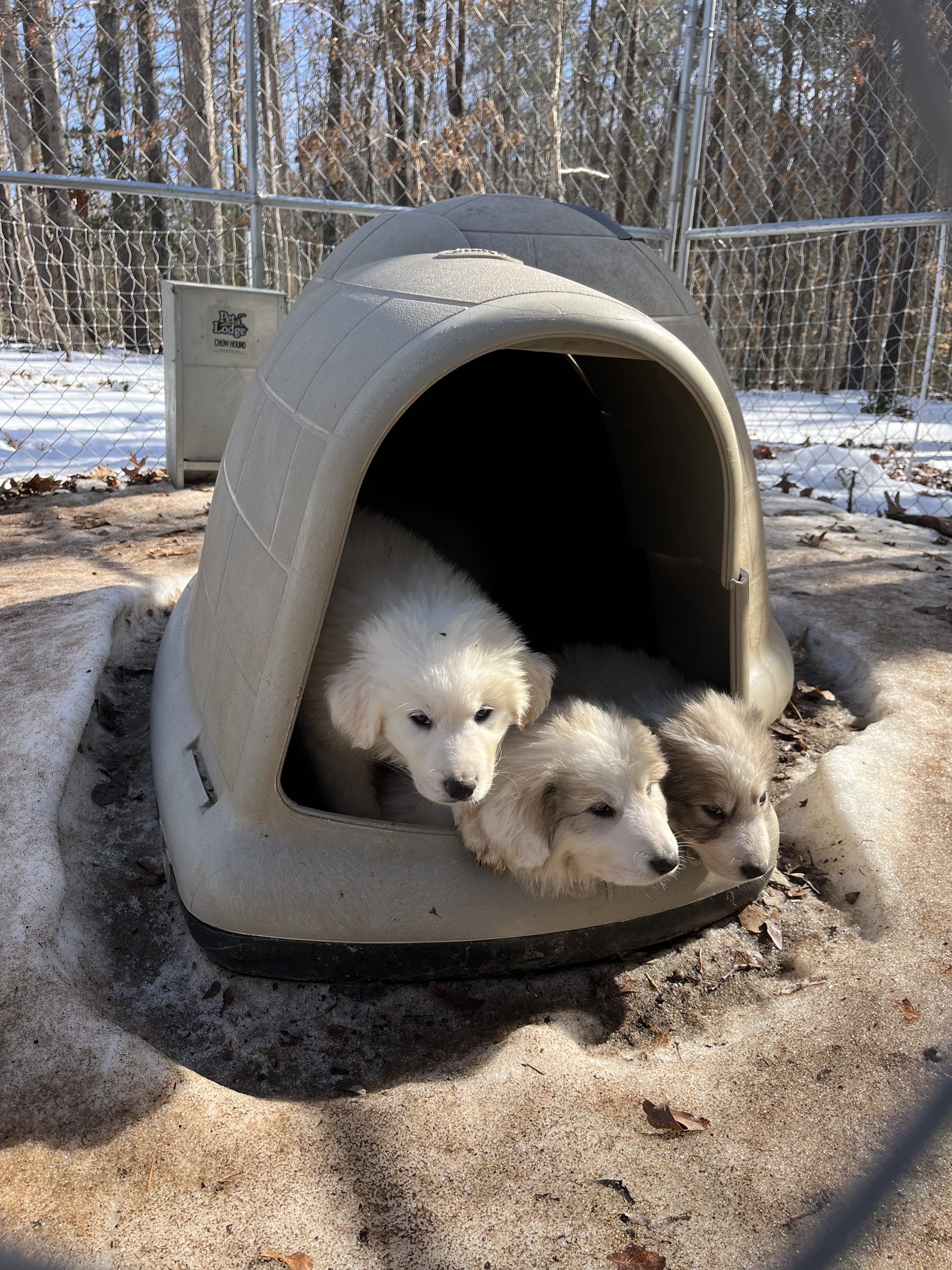Woodedshire Great Pyrenees Puppy 02