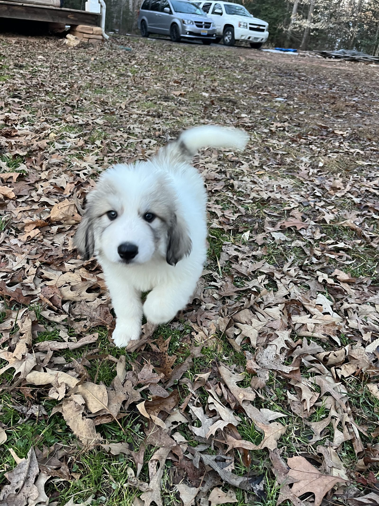 Woodedshire Great Pyrenees Puppy 03