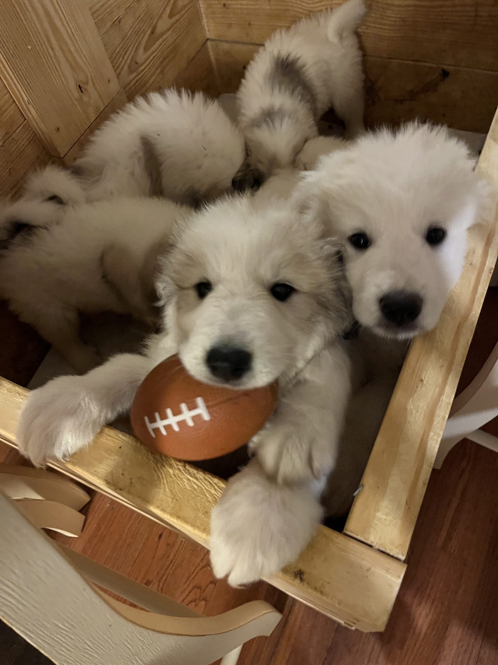 Woodedshire Great Pyrenees Puppy 04