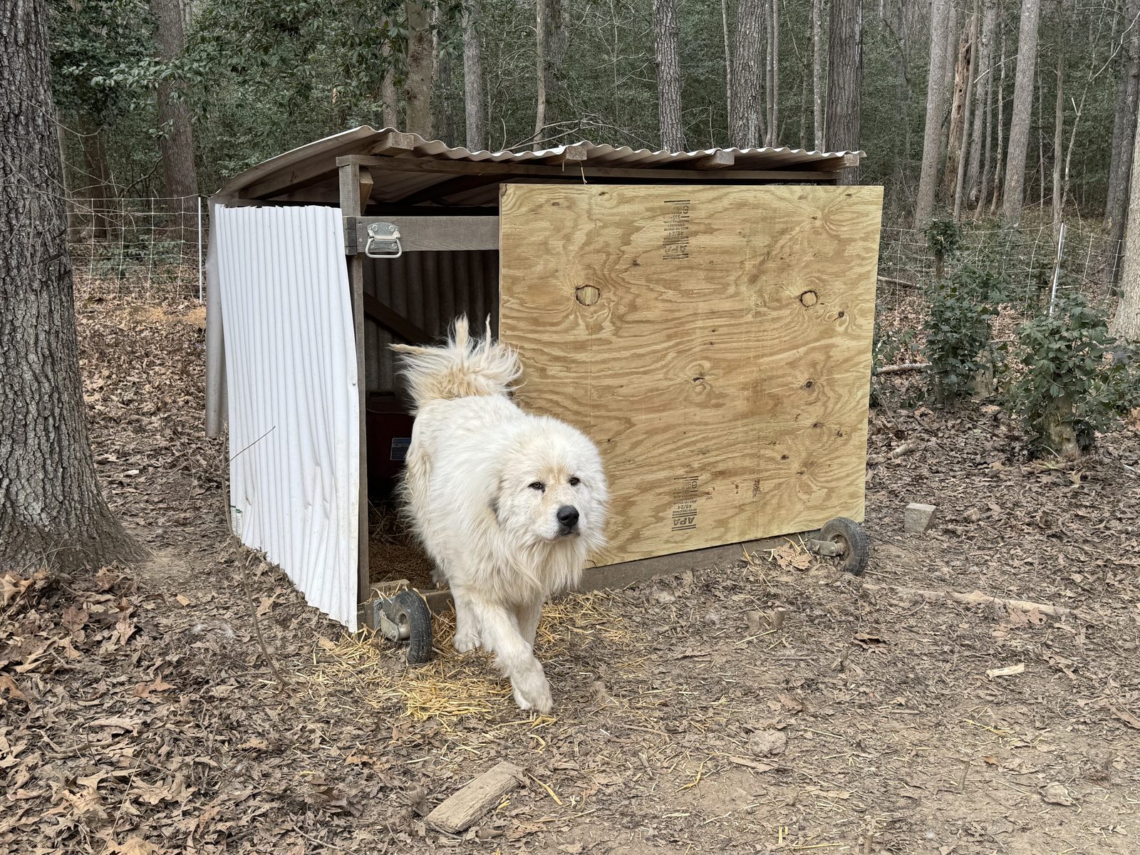 Woodedshire Great Pyrenees Puppy 06