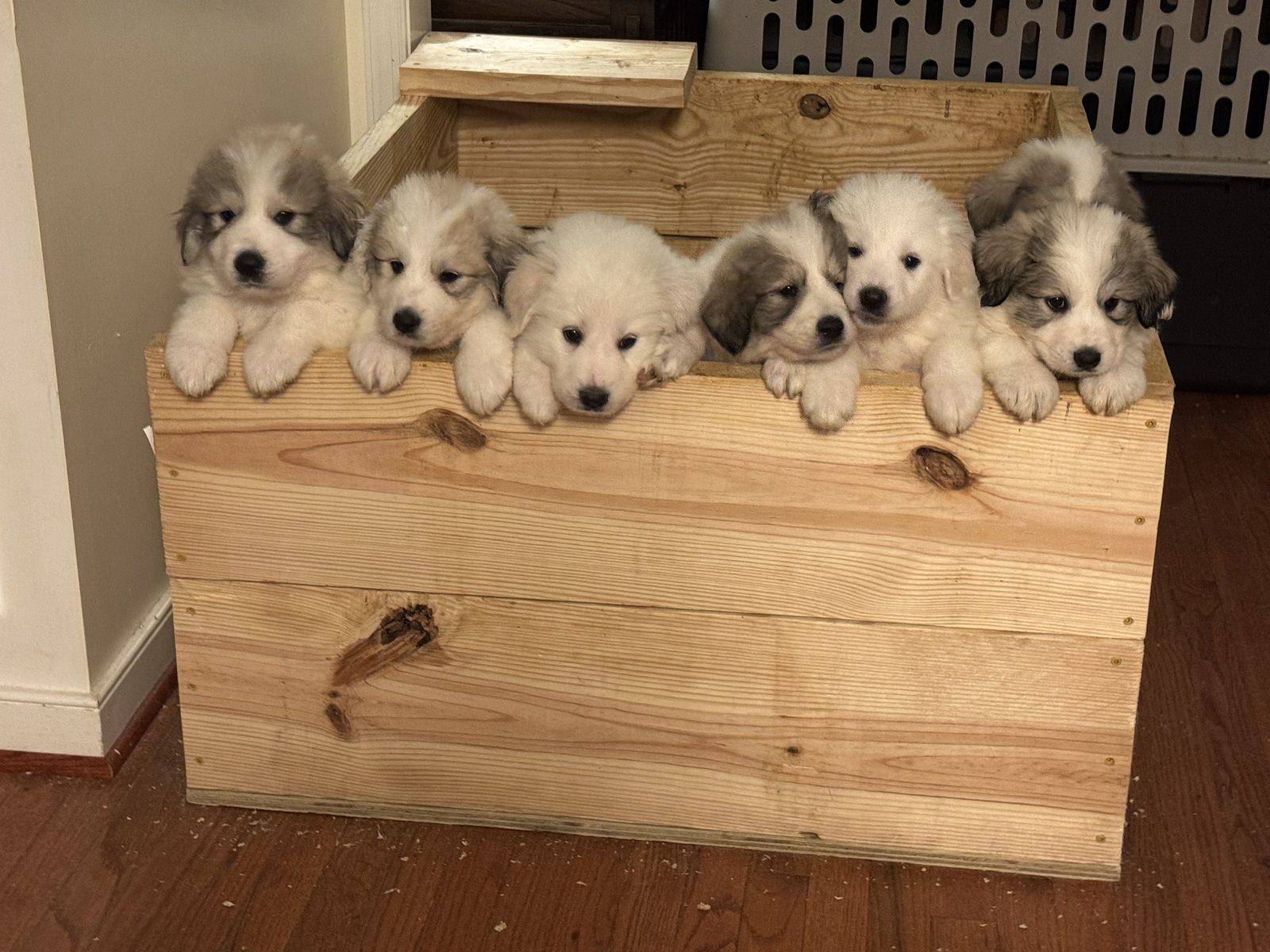 Woodedshire Great Pyrenees Puppy 08
