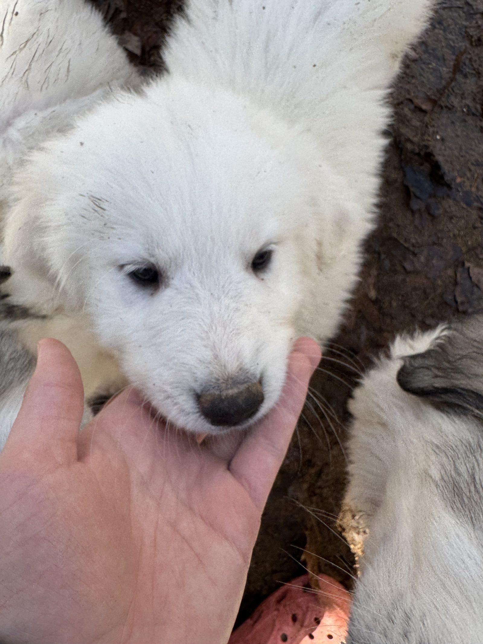 Woodedshire Great Pyrenees Puppy 09